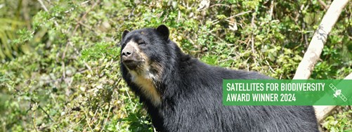 Andean Bear In Tree
