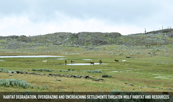 Bale Mountains Threats