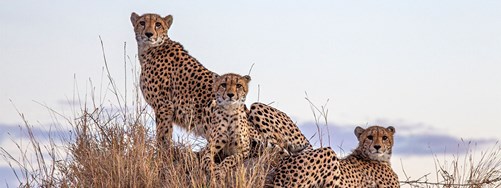 Detailed Project Header Eastern Sabi Sands South Africa (1)