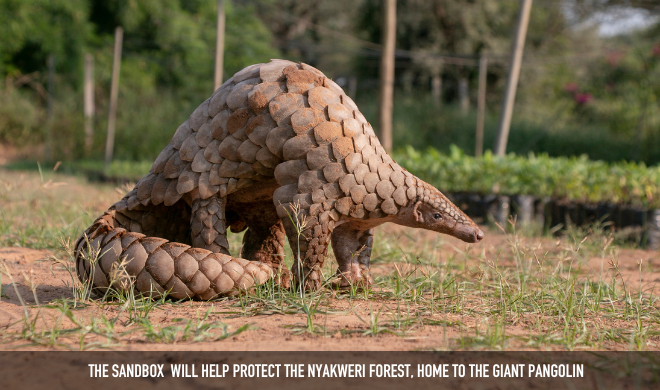 Nyakweri Forest, Pangolin