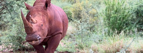 Madikwe PR Graphic Hero Lighter2