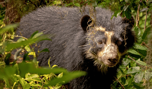 Andean Bear (2)