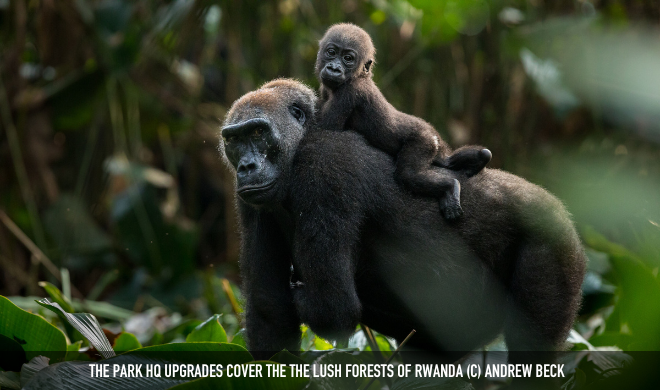 Lush Forests Of Rwanda