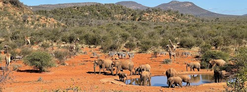 Madikwe Blog Hero (1)