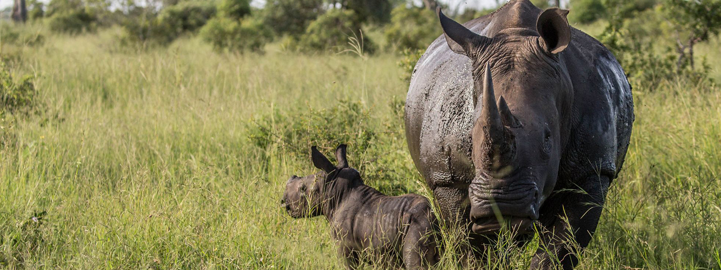 Detailed Project Header Pilot Project South Africa (1)