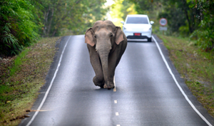 Asian Elephant Coexsistence