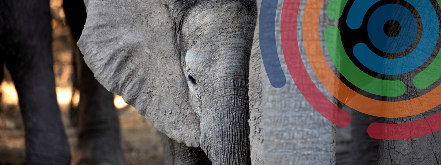 Annual Report Header Image