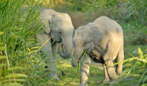 Asian Elephant