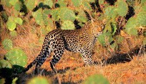 Loisaba Leopards